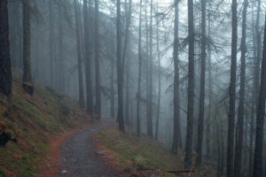 Fog-covered coniferous forest